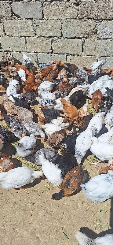 cucə yuvası: Toyuq cücələri, Damazlıq — 7