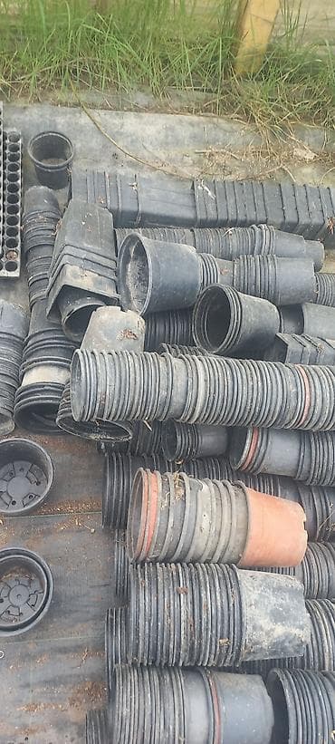 Çöl bitkiləri: Salam dekorativ bitkilər üçün plastik islenmis ve saglam istifadeye — 1