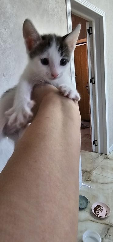 pekines balası: Yaxşı əllərə — 4