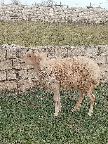 Akvariumlar: Dişi, il: 1, Damazlıq — 1