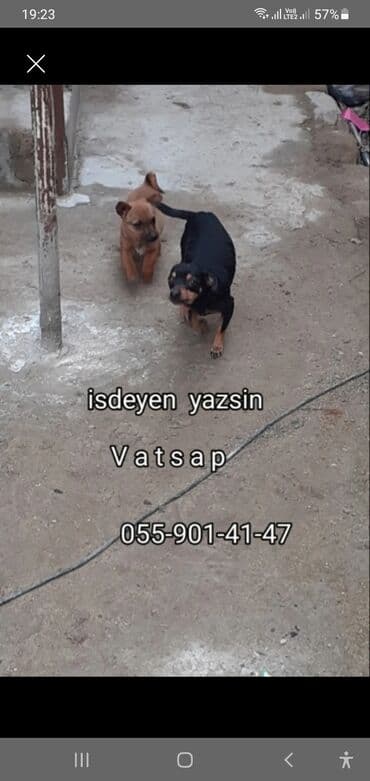 it şəkli: Miniatür pinçer, 3 il, Erkek — 4