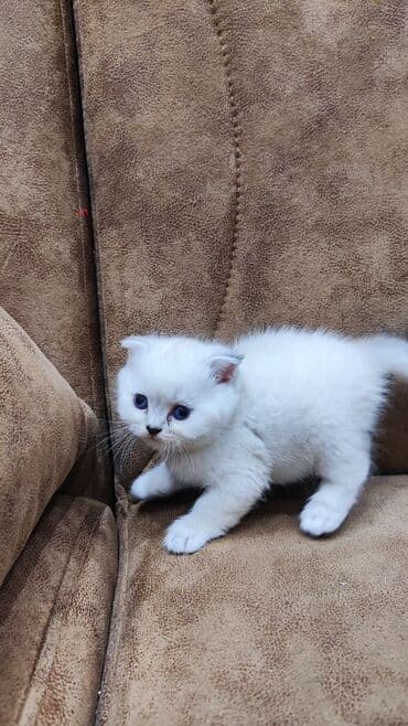 pisik sortlari: Şinşilla, Erkək, Dişi, Ünvandan götürmə, Ödənişli çatdırılma — 4