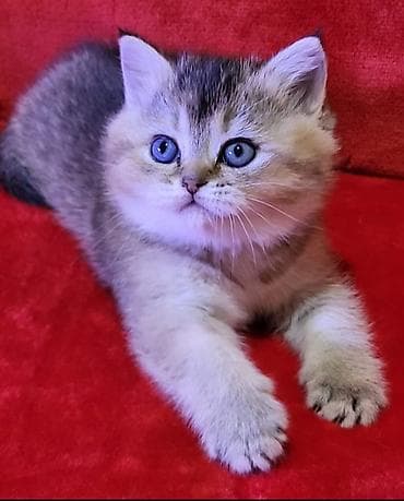 pişik pers: Золотая шиншилла — 4