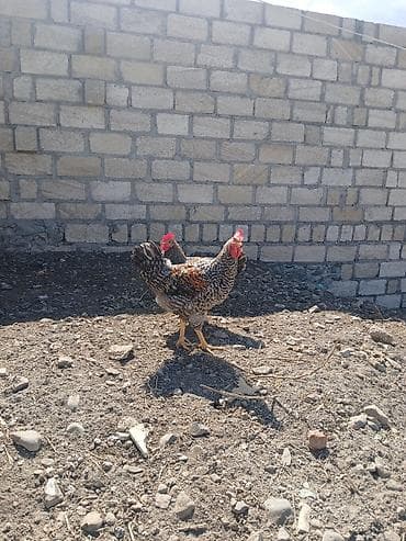 it bazari 2018: Toyuq, Damazlıq — 2