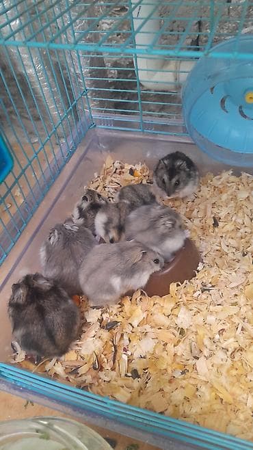 Cırtdan xomyaklar (dwarf hamster) – ev heyvanı olaraq saxlanılmağa