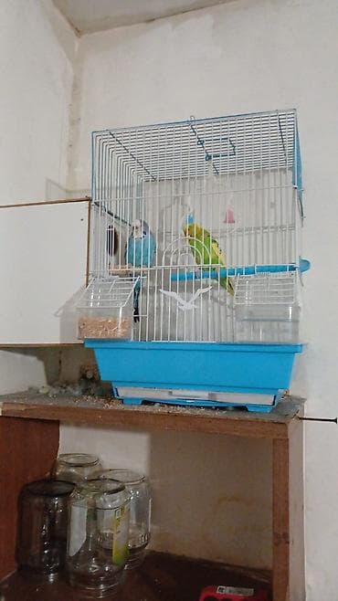 Heyvanlar: 2 eded papugay satılır dişi erkek yuvası yem qabı su qabı yemi üstünde — 1