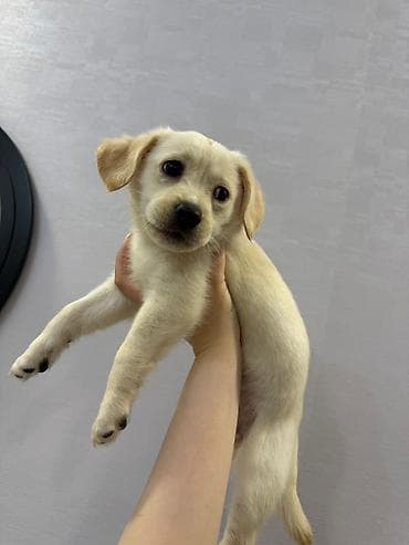 arpa bugda satisi: Retriever, 2 ay, Dişi, Peyvəndli — 5