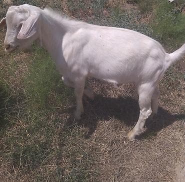 heyvan keci: Salam.erkək çəpiş satıram 270manata fevral ayında doğulub — 1