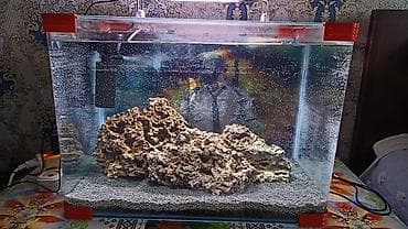 filter akvarium: Şüşə akvarium seti - Ölçü: təxmini 60×35×40 sm (50–60 litr həcmə — 4
