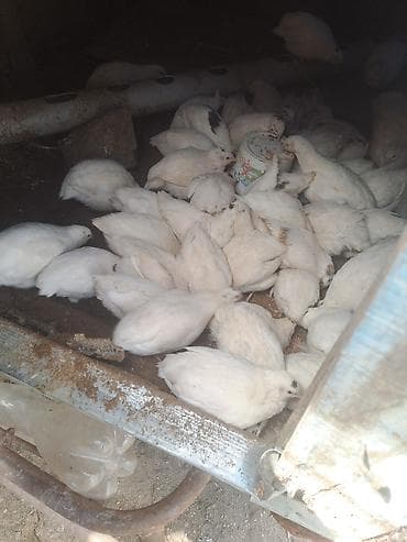 bildirçin yuvası: Məhsul: Ağ bildirçinlər (canlı quşlar) Təsvir: - Eyni yuvalamada — 3