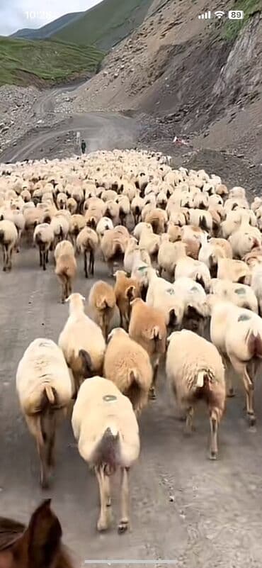 cuce satışı: Dişi, il: 1, Damazlıq, Ünvandan götürmə — 5