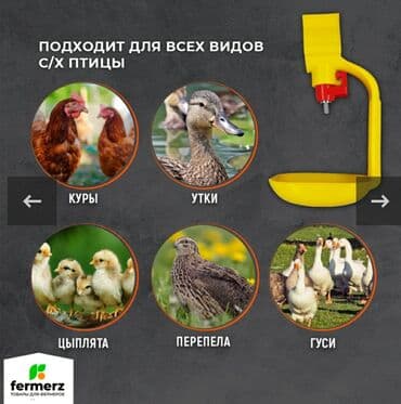 pişik su qabı: Yem qabı, Su üçün, Quşlar üçün, Rayonlara çatdırılma, Ünvandan götürmə, Ödənişli çatdırılma — 2