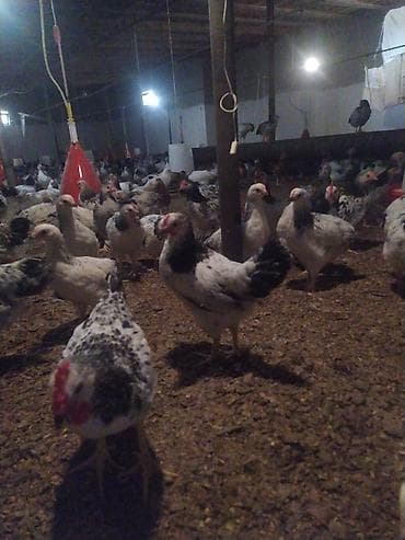 kənd toyuqlarının satışı: Toyuq, Bresse, Ətlik, Ünvandan götürmə — 2