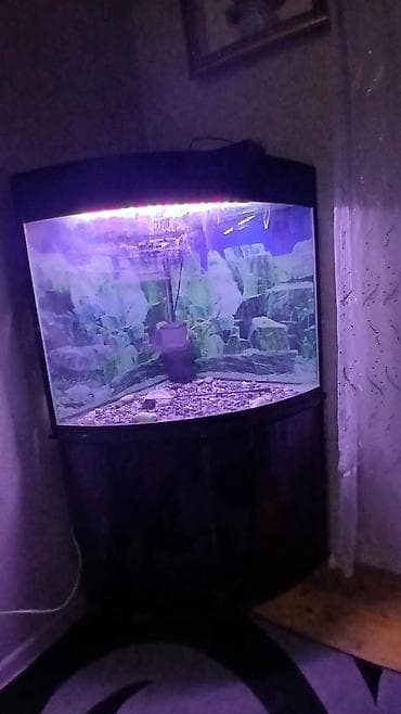 akva ayaqabılar: Künc tipli akvarium və şkaf komplekti - Forma: radius ön şüşəli künc — 2