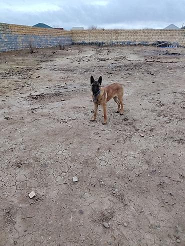 İtlər: Belçika çoban iti, Dişi — 6