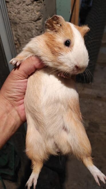 морские свинки купить: Xanyak. Morskaya svinka. Dəniz donuzu satılır. Erkəkdi.Qəhvəyi və ağ — 2