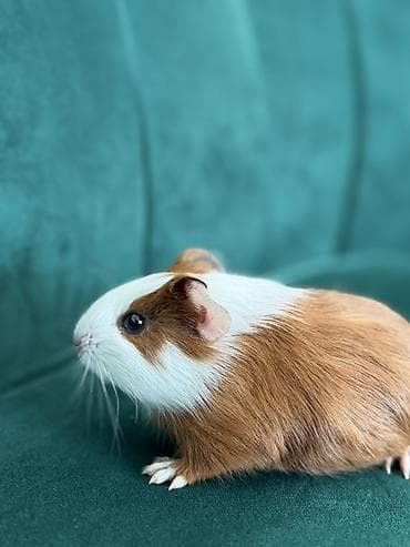 Gəmiricilər: Saxlama heyvanı – dəniz donuzu (guinea pig) - Növ: Dəniz donuzu, evdə — 3