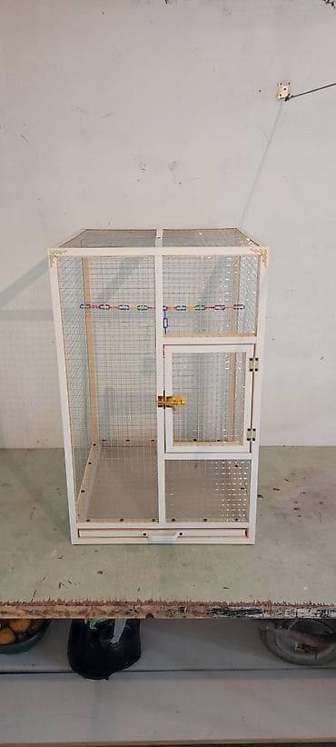 Papuqay,dovşan,hamster,şinşila,bildirçin,cücə,xamyak,pişik,quş,tısbağa