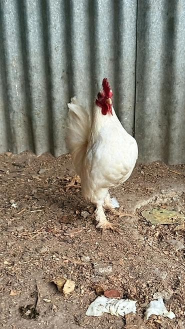 amadin quşu: 2 fere bir beçe 80m Xüsusiyyətlər: - Xoruz: ağ lələklər, qırmızı ibik — 2