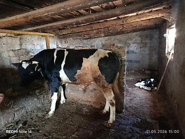 itlerin satisi 2018: Dana öz inəyimizin balasıdır. 250 kq artıqdir Qurbanlıq üçün əla — 6