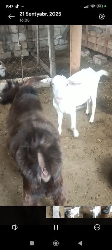 sudluk inekler: Satılır: Süd istiqamətli ağ keçilər - Şəkillərdə təsərrüfat — 10