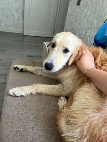 отдам собаку в хорошие руки: Ретривер, 6 месяцев, Самец, С прививками, Самовывоз — 2
