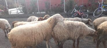 atla eşşəyin cütləşməsi: Qoyun sürüsü satılır - Sürüdə müxtəlif rəngli və tük quruluşlu ana — 4