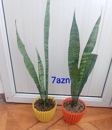 Buket güllər: Aloe,pul gulu, kaktus, maralbuynuzu.qiymetler shekillerde — 1