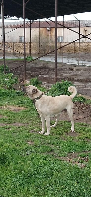 İtlər: Kanqal, 3 il, Dişi, Peyvəndli, Ödənişli çatdırılma — 4