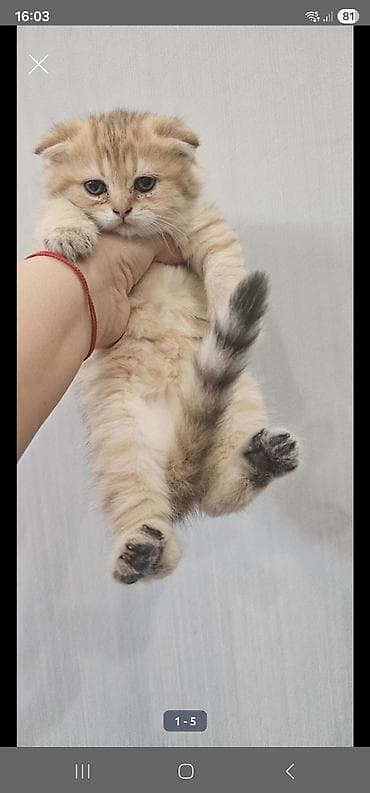 ev meymunları: Şotland, Erkək, Yaxşı əllərə, Ünvandan götürmə, Ödənişli çatdırılma — 1