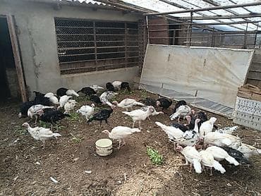 hindus: Məhsul: Hind quşları (sürü halında) Qiymət son 1 eded 25 azn Təsvir: - — 1