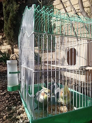 pomeranian satilir: 2 ədəd korella satılır! dişi erkək,heçbir xəsdəlikləri yoxdur,qəfəs — 5