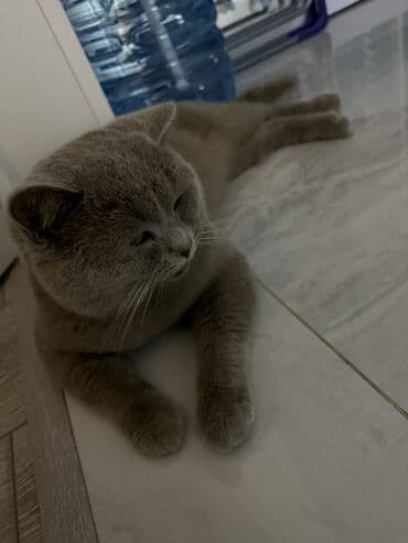 pişik erkek: Amerikan Shorthair, Erkək, Yaxşı əllərə, Ünvandan götürmə — 5