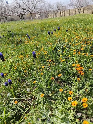 bakı tekstil fabriki: Qiymətdə endirim olundu. Abşeron rayonu, yeni saray qəsəbəsində — 2
