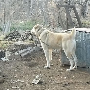 pudel itleri: İt – iri cüssəli, güclü quruluşlu, qısa-qalın tüklü, qum rəngində (ağ — 3