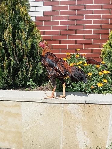 heyratilər: Xoruz, Heyratı, il: 1, Ödənişli çatdırılma — 3