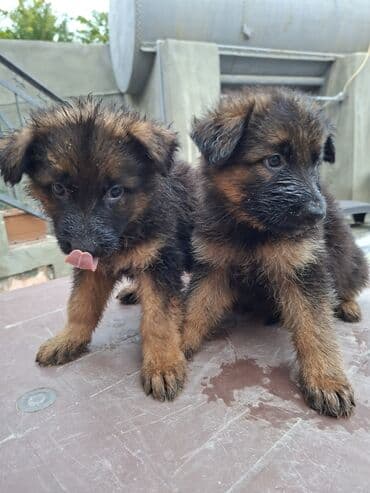 немецкие овчарки щенки купить: Немецкая овчарка — 1