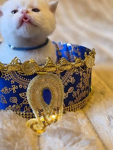 Gəmiricilər: Britan, Erkək, Dişi, Yaxşı əllərə, Ödənişli çatdırılma, Ünvandan götürmə, Rayonlara çatdırılma — 3