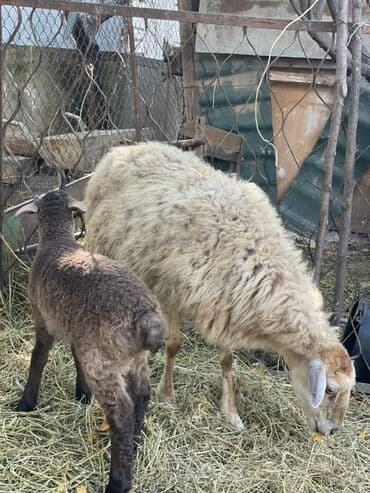 yuxuda qaz balalari gormek: Ana bala qoyun satılır cavan sağlam heyvandı balası teze olubdu — 2
