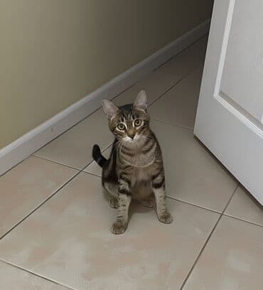 добрые руки: Самка, В добрые руки — 2