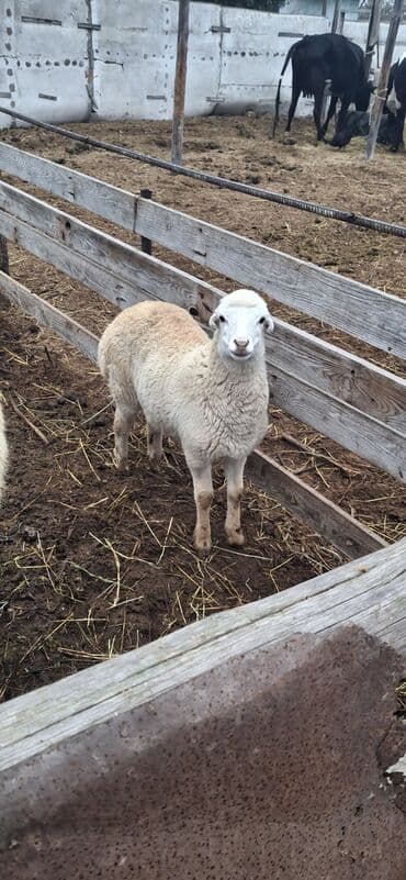heyvan bazari inekler: /Quzu – Beyləqan sortu - Cins:Beyləqan - Yaş:2 ay yarımlıq Əlavə — 1