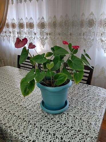 Anthurium (Flamingo Flower) – dekorativ otaq bitkisi - Növ: Anthurium