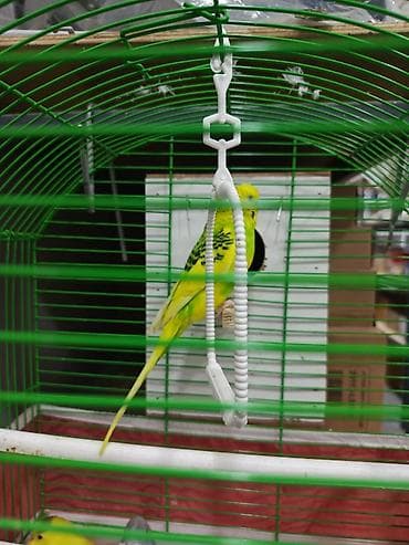 papuqay gence: Məhsul: Dalmatin və klassik rəng çalarlarında (sarı-yaşıl, mavi-yaşıl — 1