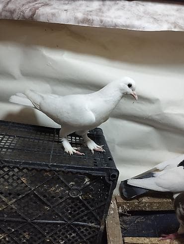 goyercin type 1: Məhsul: Ev göyərçinləri (dekorativ/uçuş üçün) Təsvir: - Rəng çeşidi — 2