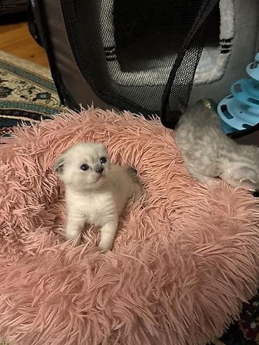 pisik latoku: Şotland yastı qulaq, Erkək, Dişi, Yaxşı əllərə, Ödənişli çatdırılma — 2