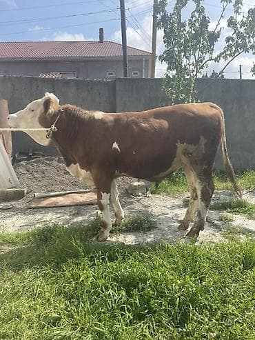 i̇nekler: SalamAleykum
10 ay yarımlıqdı
Qapı malı
Bordağlıqdır — 5