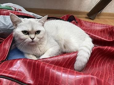 pişik itib: Şinşilla, Dişi, Yaxşı əllərə, Ödənişli çatdırılma — 5