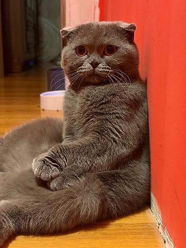 pisiy: Şirin balaca pişik balası – ağ rəngli, yumşaq tüklü, qısa və dolğun — 7