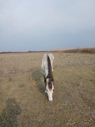 heyvan yemləri: Dişi, il: 4 — 2