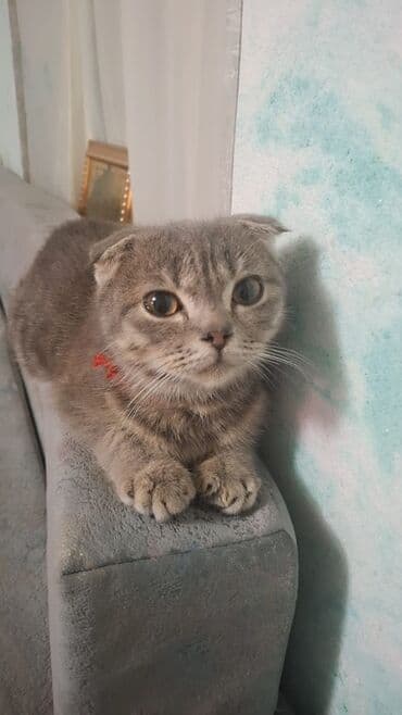 ev pişiyləri: Şotland yastı qulaq — 3